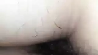 صور زب يعرب است